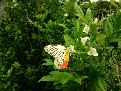 Flower insect