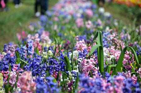 Flowers garden colorful