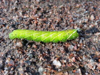 Butterfly green thick