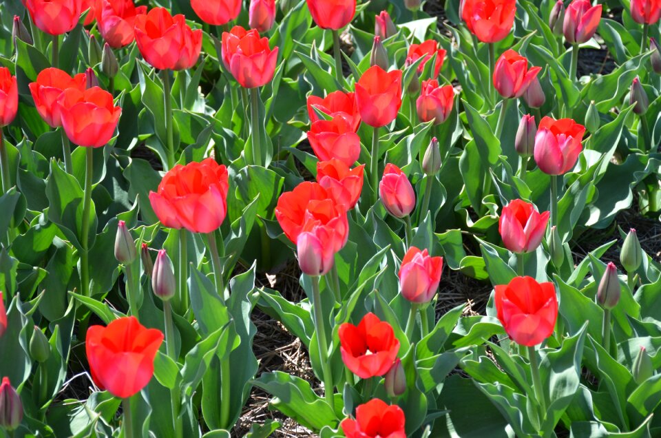 Flowers garden colorful