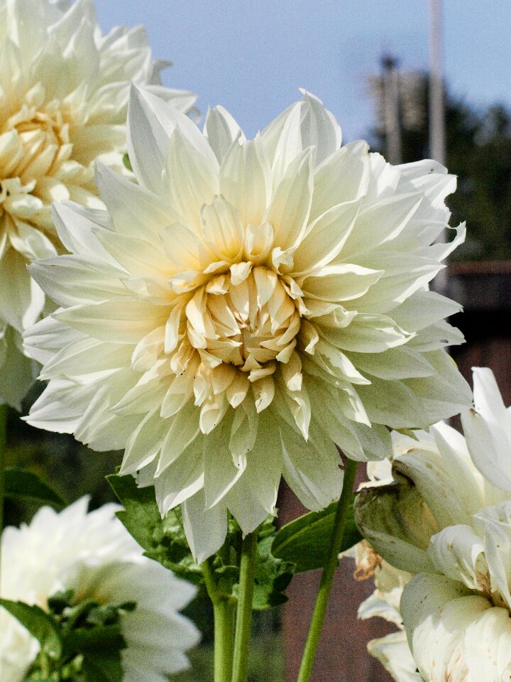 Bloom plant white