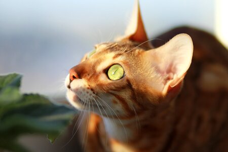 Pet on the windowsill breed