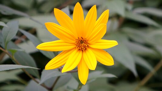 Close up summer yellow flower photo