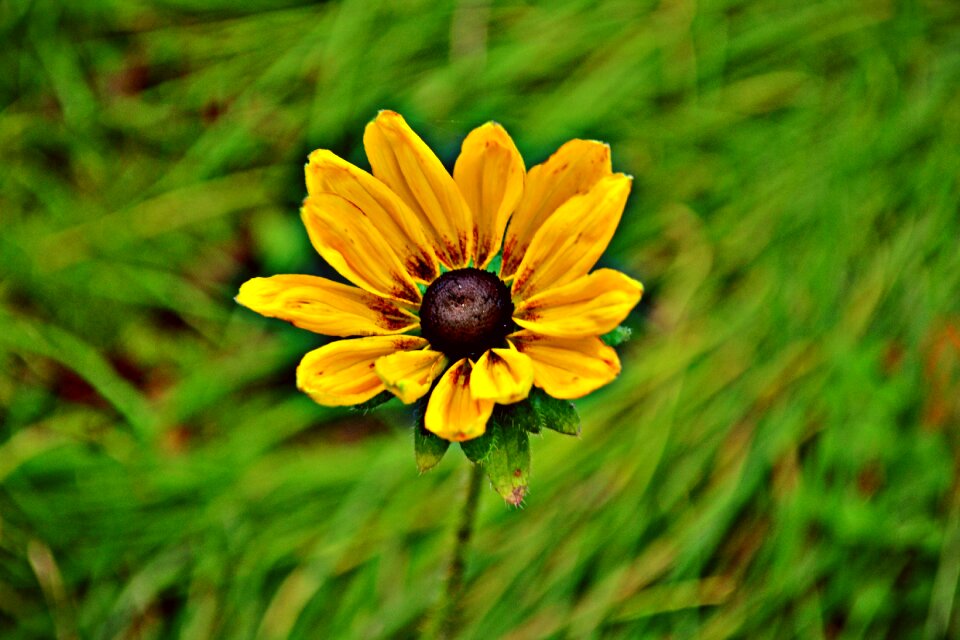 Nature yellow green