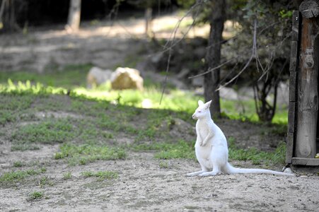 Zoo rarely creature