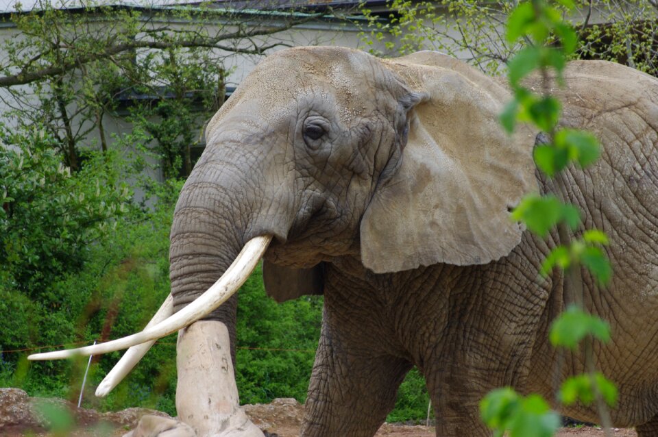 Elephant africa zoo majestic