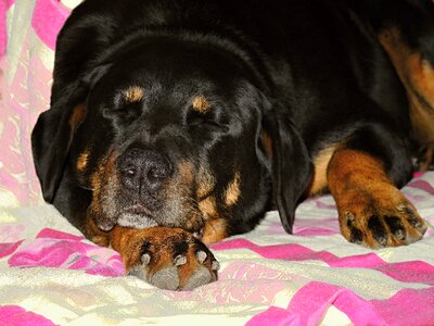 Sleeping dormant it lies