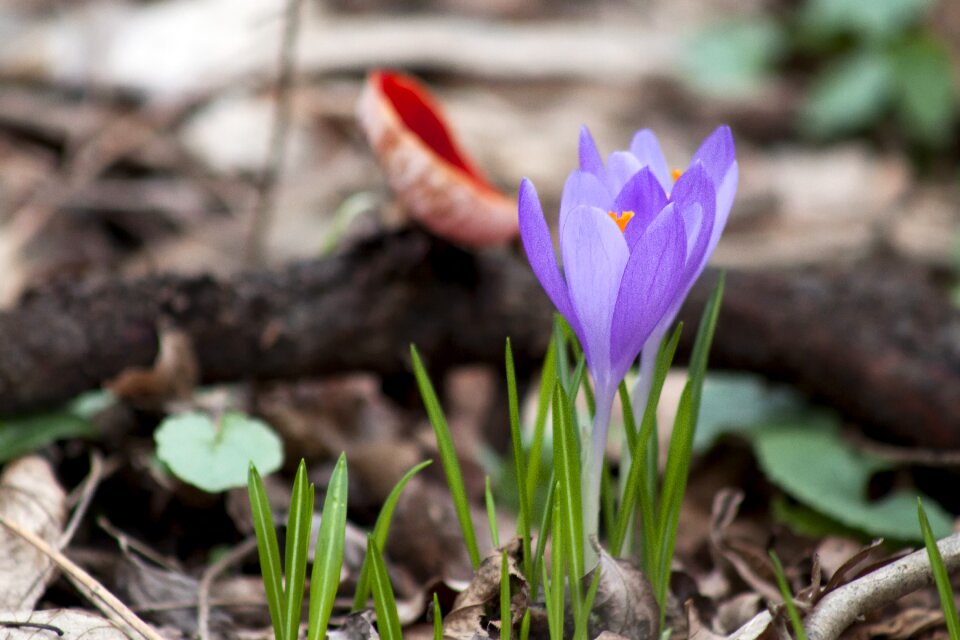 Spring flower green season