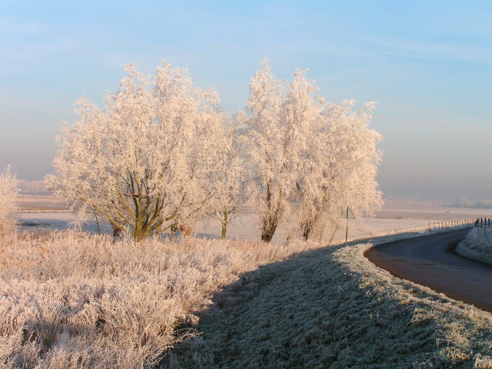 Tree frost dyke