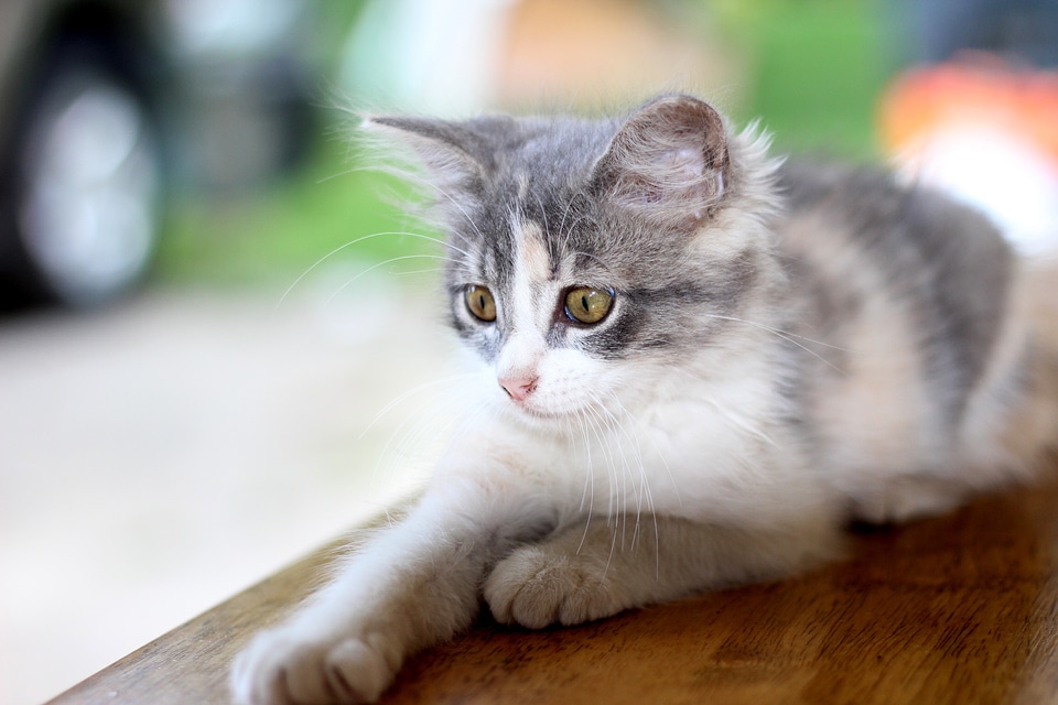 Pet cat domestic cat animal