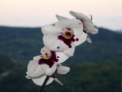 Orchid flowers spring
