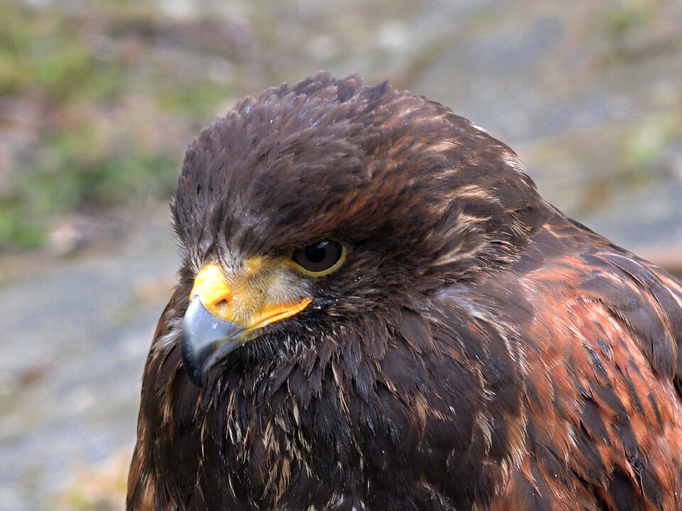 Buzzard harris feather beak