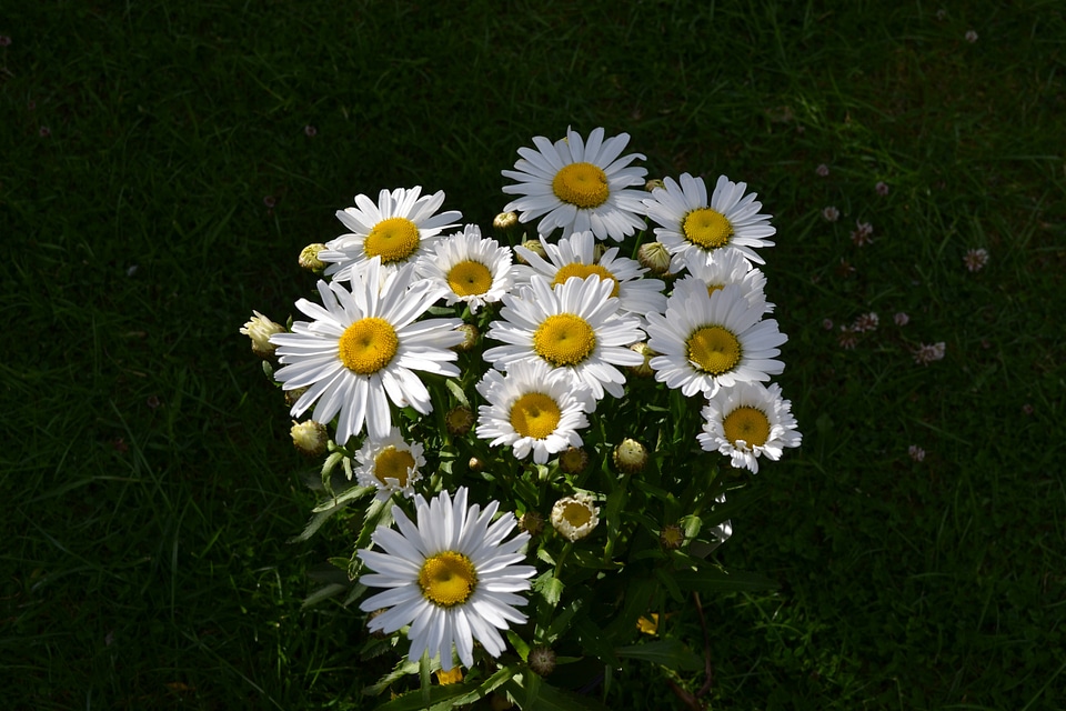 White cottage garden dog daisy