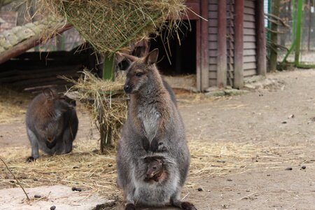 Purse group animal
