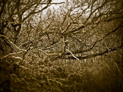Branches kahl winter
