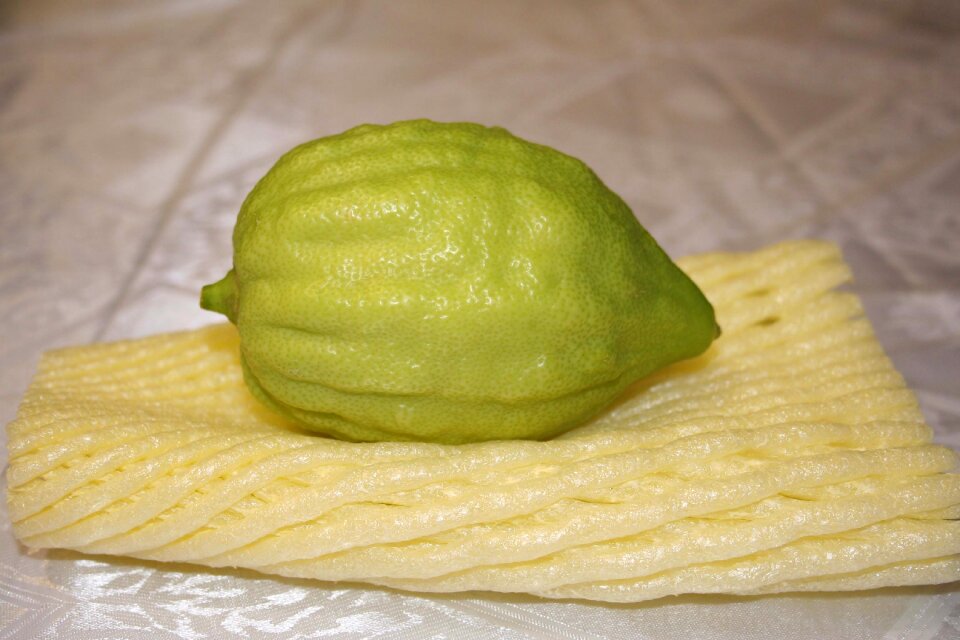 Citron judaism sukkot