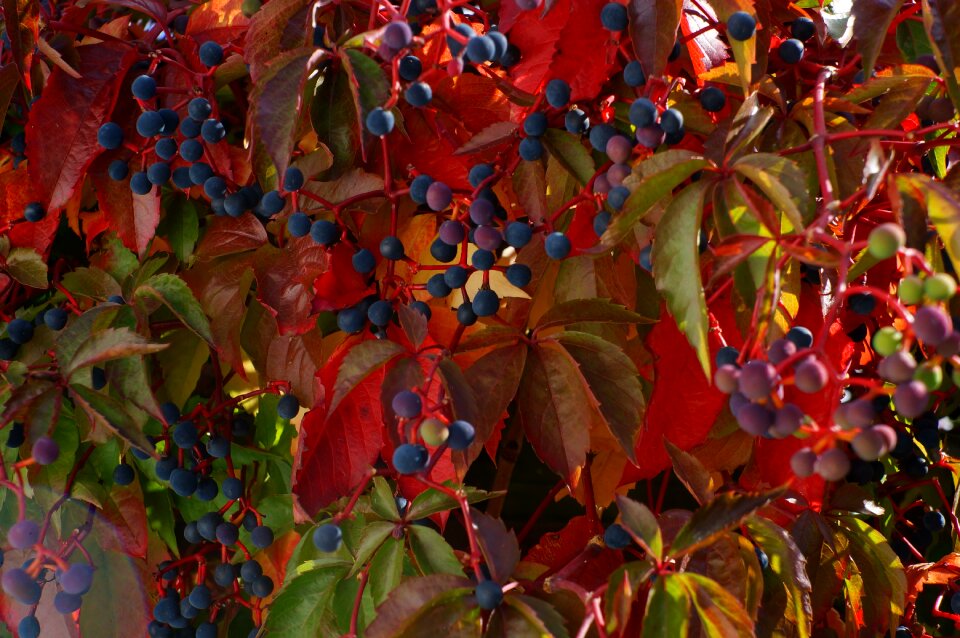 Plant bush autumn