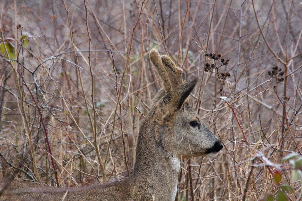 Fauna wild animal winter
