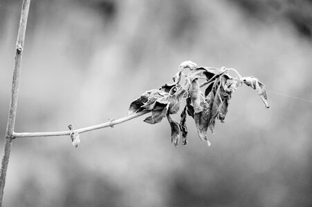 Leaf symbol nature