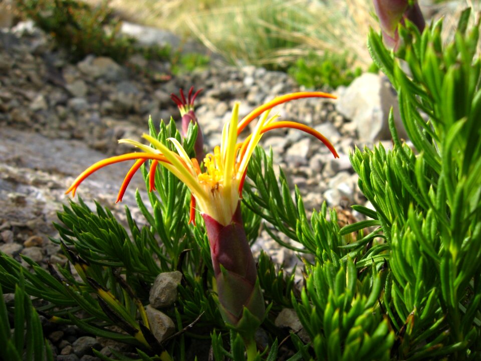 Mountain flower mutisia linearifolia carnation field