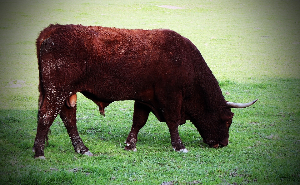 Cattle horns domestic cattle