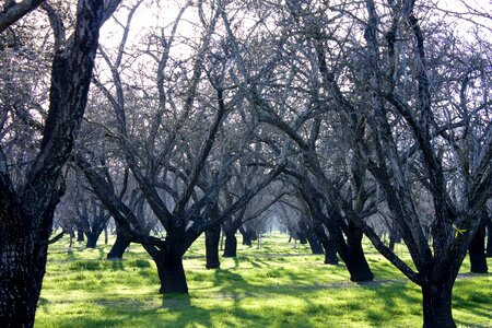 Apple orchard countryside blue apple