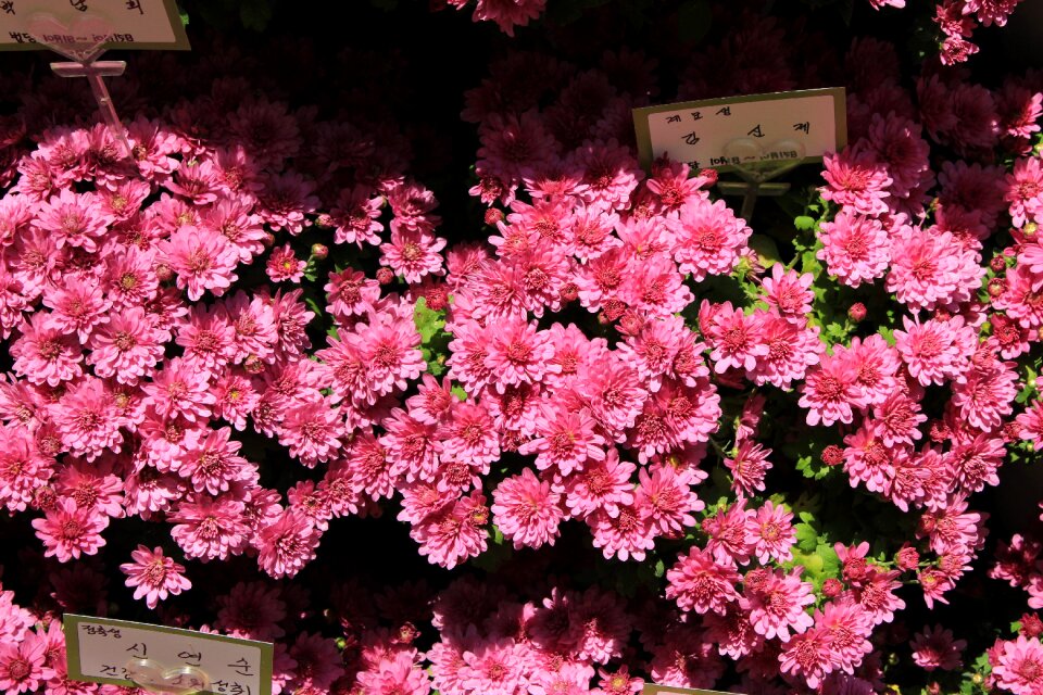 Pink flower autumn flower horn