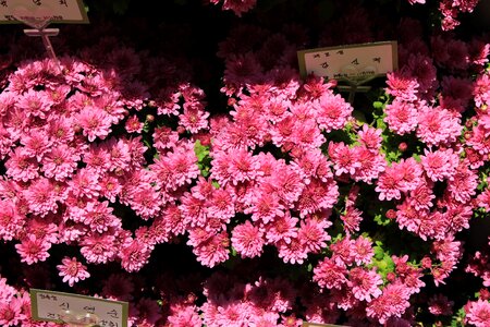 Pink flower autumn flower horn