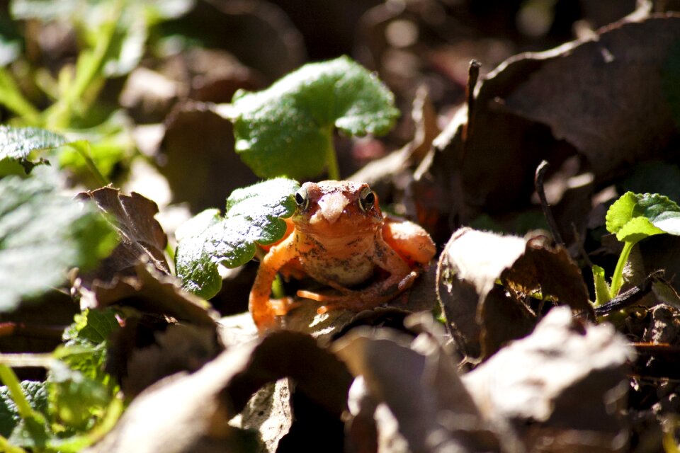 Nature slovenia orange frog