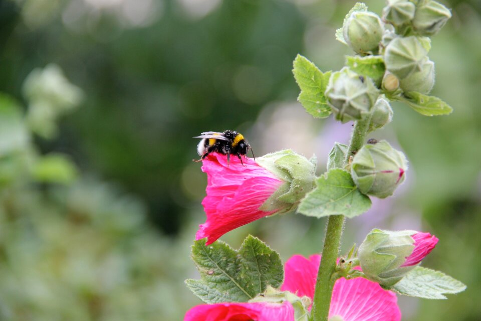 Bloom insect plant