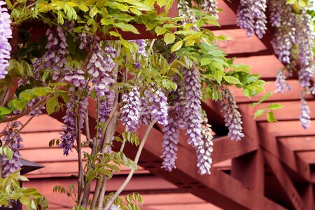 Flowers nature