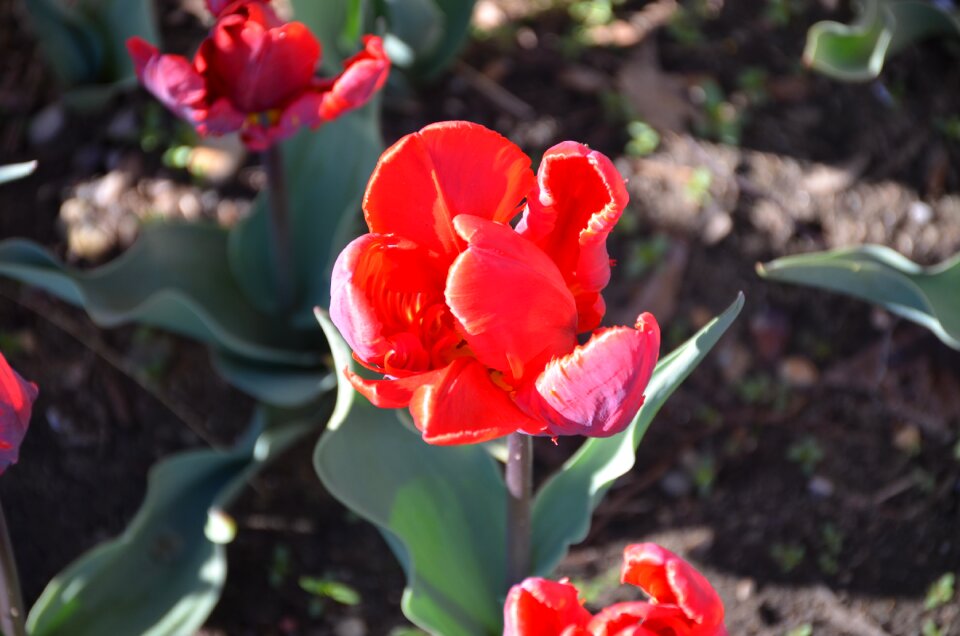 Flowers garden colorful