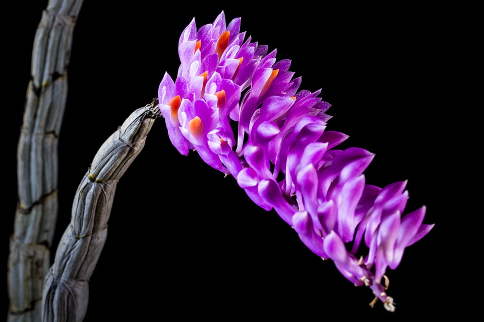 Bloom flower purple