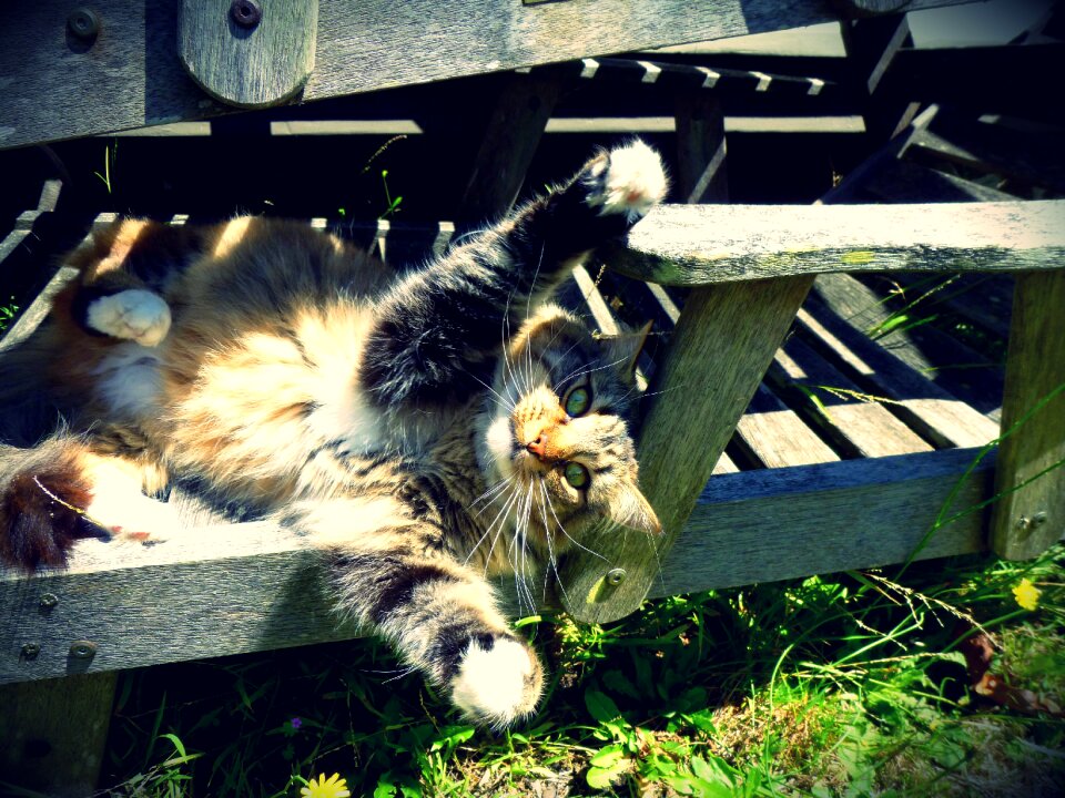 Animal kitty feline