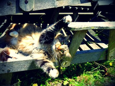 Animal kitty feline