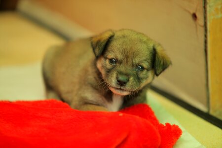 Stray dog puppy animal
