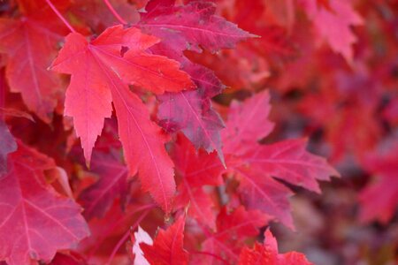 Maple fall leaves leaf photo