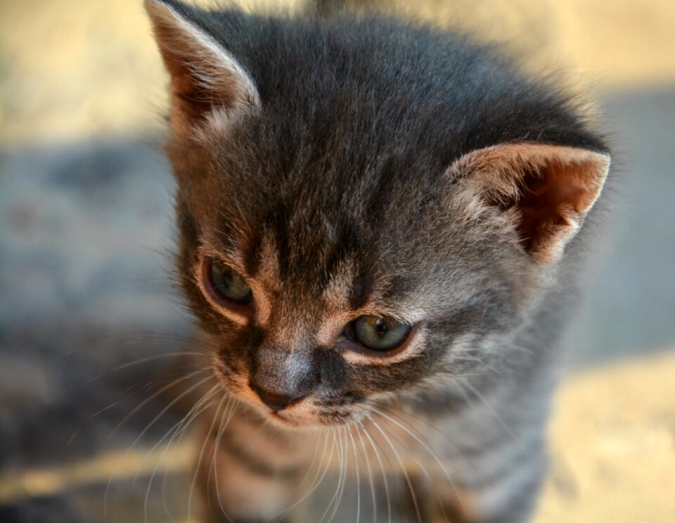 Animal cat cute