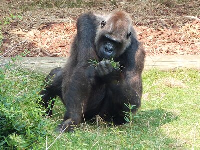 Gorilla monkey animals
