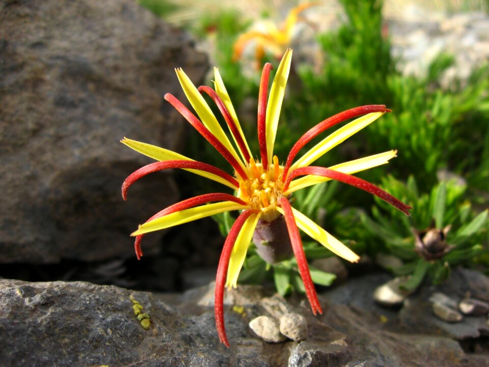 Lircay mutisia linearifolia carnation field