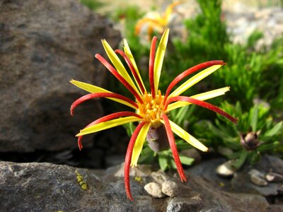 Lircay mutisia linearifolia carnation field