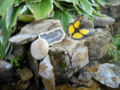 Rock butterfly