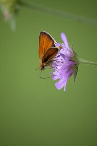 Butterfly animal wildlife photo