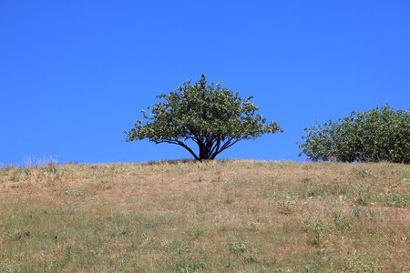 Tree sky pistachio tree