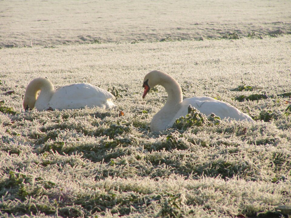 Swan frost ripe