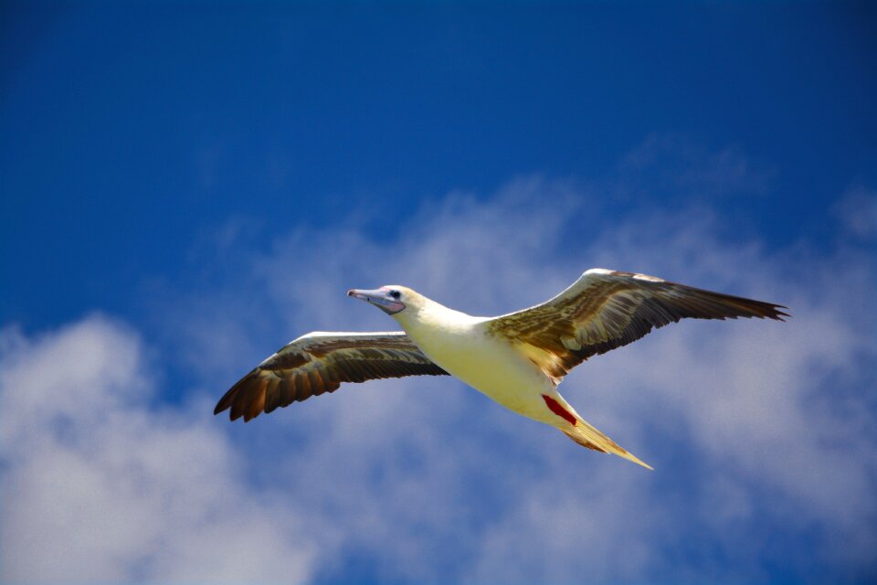 Sky wings flight