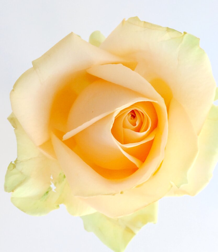 Flower petals closeup