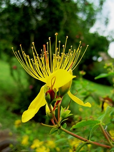 Hypericum floral plant