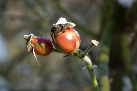 Nature red rose hip