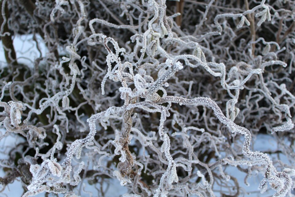 Winter frozen branches